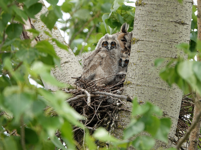 Natur Wald Vogel Jungtier Horst Nest